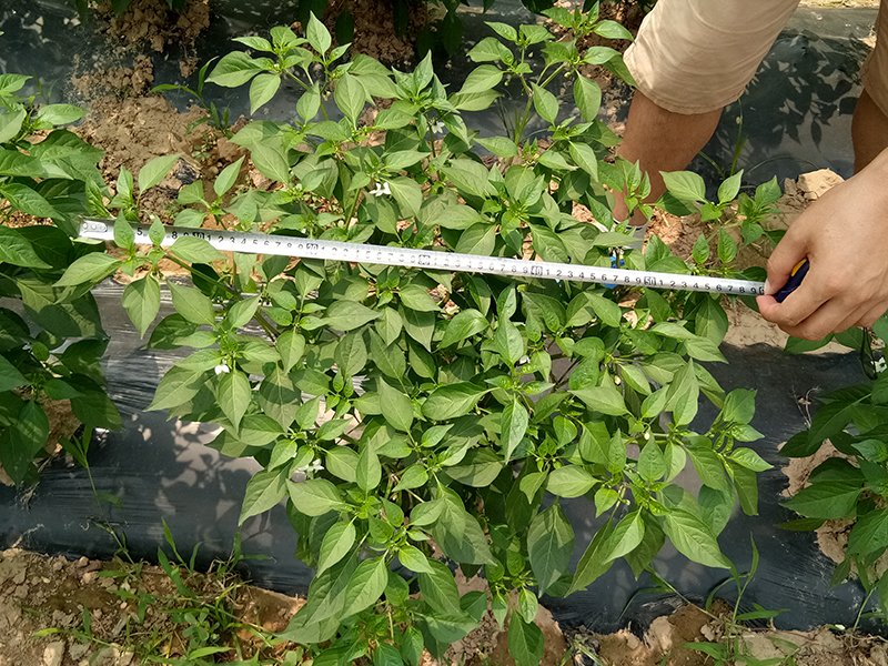 Pharmacodynamic Test of 4% Gibberellic Acid EC on Pepper(图3)