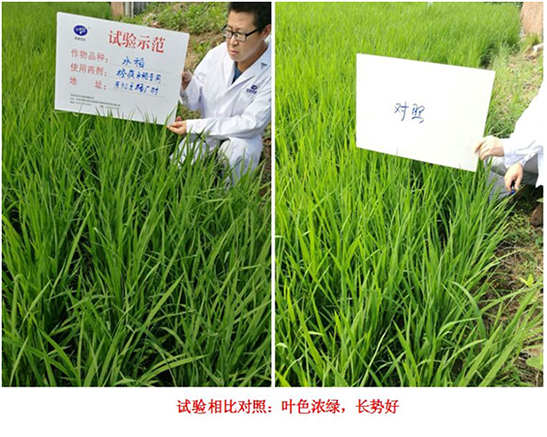 [Experiments and Demonstration] Special Rice Products for Crazy Control(图2)