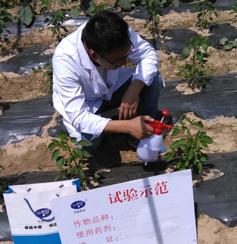 4%赤霉酸乳油在辣椒上的药效试验(图1)