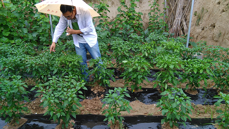 4%赤霉酸乳油在辣椒上的药效试验(图2)