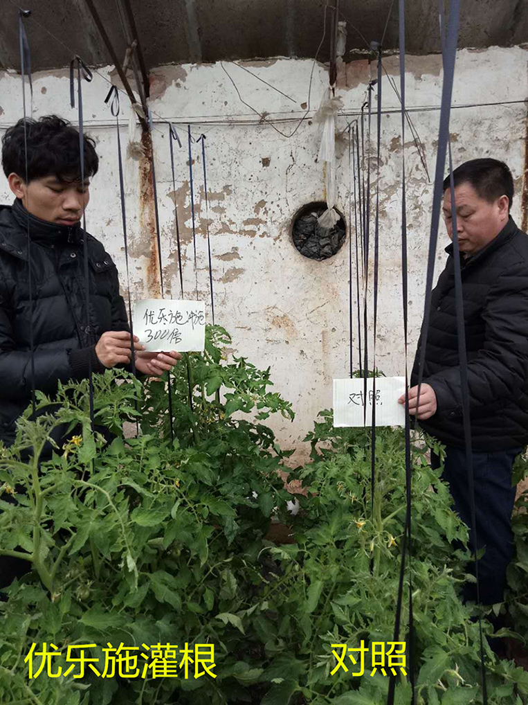 Prostitutes Greenhouse