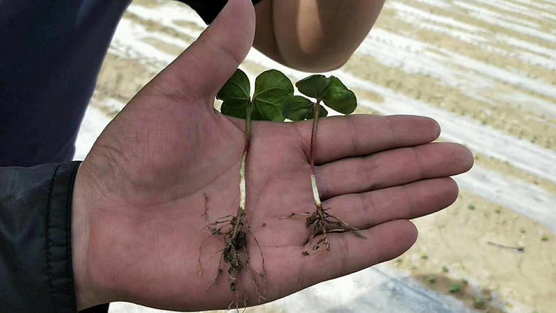 浅谈控疯在棉花上的表现及棉花化控技术要点(图1)