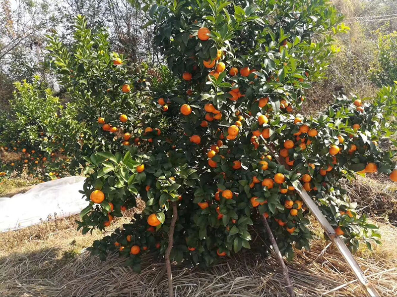 农达920，不一样的赤霉素(图1)