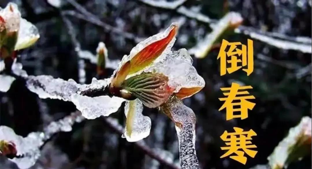 预防倒春寒，植物生长调节剂有大用！(图1)