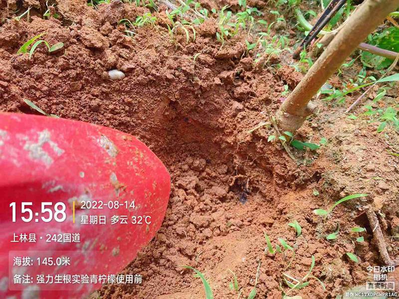 农达生根产品试验(图2)
