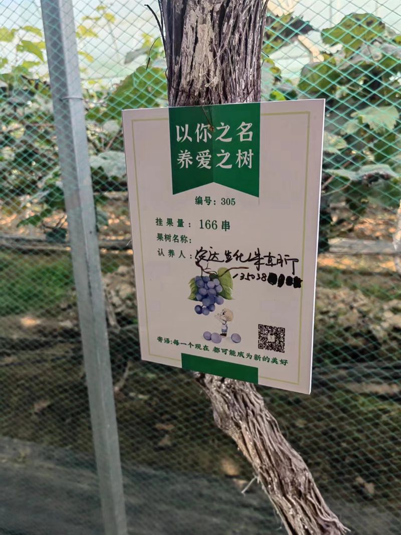 农达开展阳光玫瑰采摘节活动(图3)