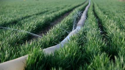 从“晚播弱苗”到“丰收壮苗”：五项措施是关键！(图3)