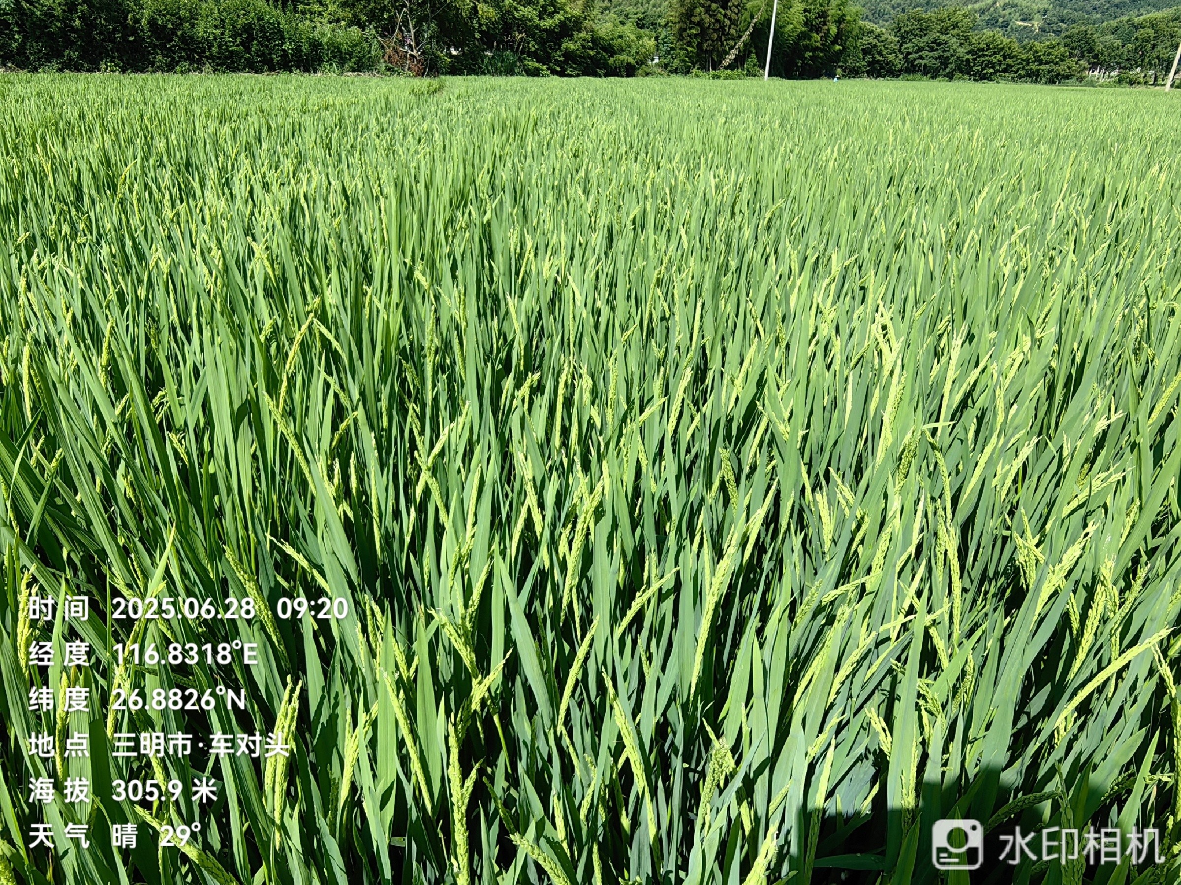 聚焦水稻制种未来，农达赤霉酸赋能水稻制种!(图3)