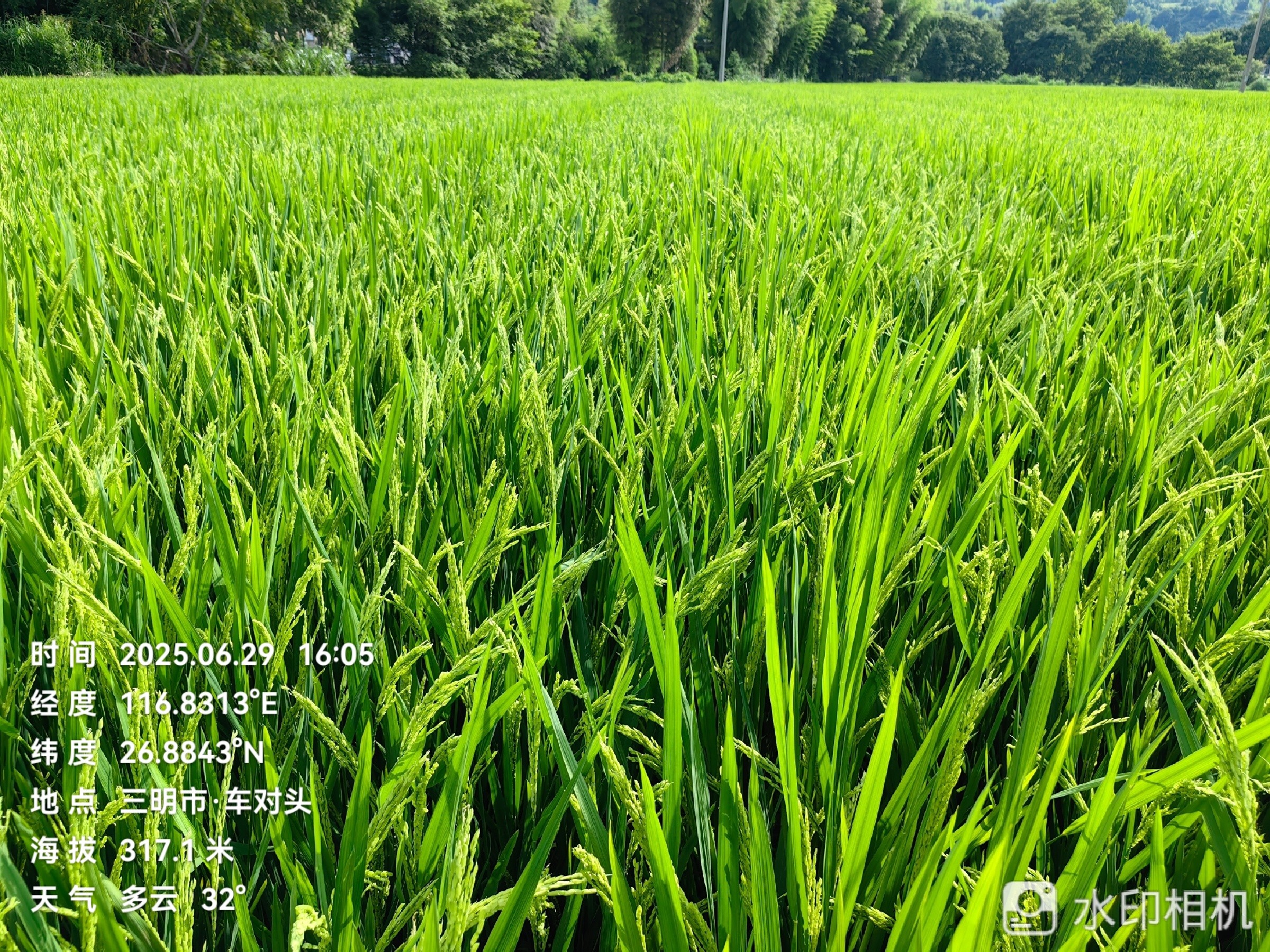 聚焦水稻制种未来，农达赤霉酸赋能水稻制种!(图4)