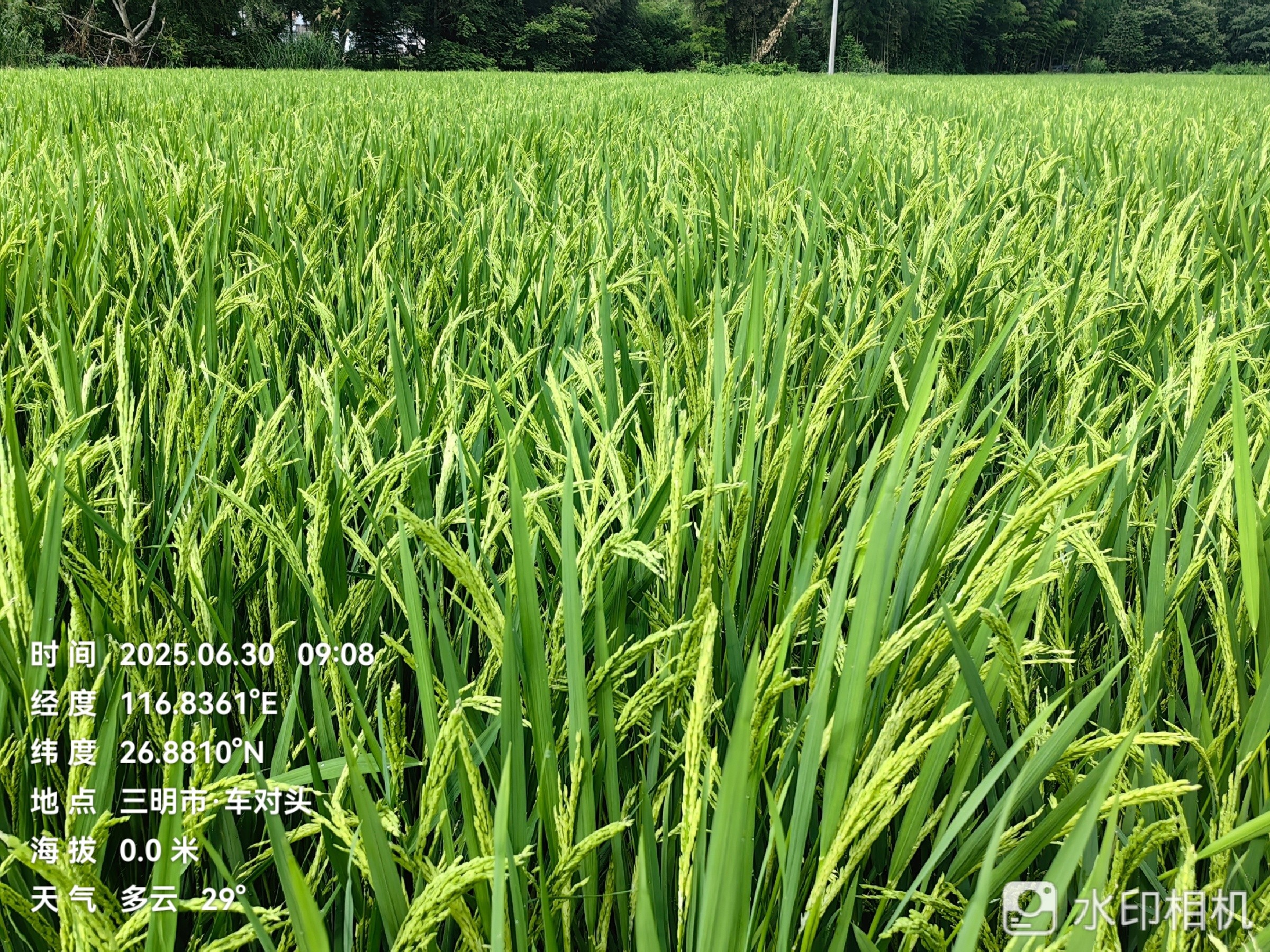 聚焦水稻制种未来，农达赤霉酸赋能水稻制种!(图5)