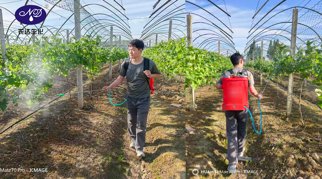 不用费劲疏果！葡萄种植大户都在用的拉穗塑型产品！(图3)