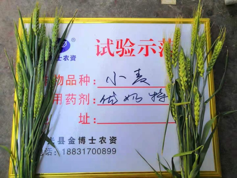 小麦已进入打包抽穗发育阶段 提质增产防病防虫已经开始啦(图2)