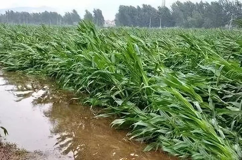 暴雨过后，玉米急需这样补救！(图1)