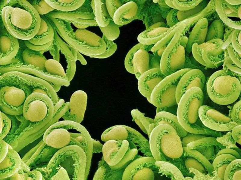 生物农药连续使用会不会产生抗药性？(图2)