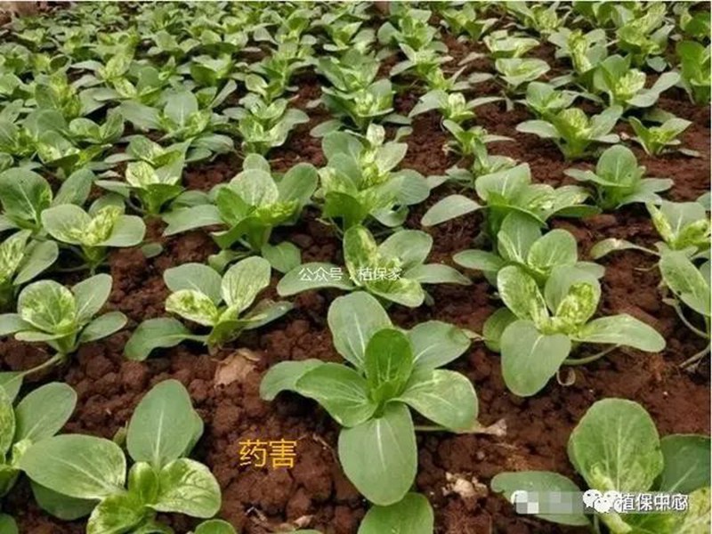 农药成分和含量一模一样，为啥效果差别那么大？(图4)