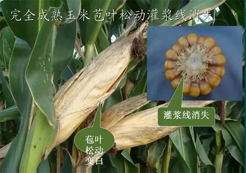 今年小麦要晚种，玉米要晚收！(图1)