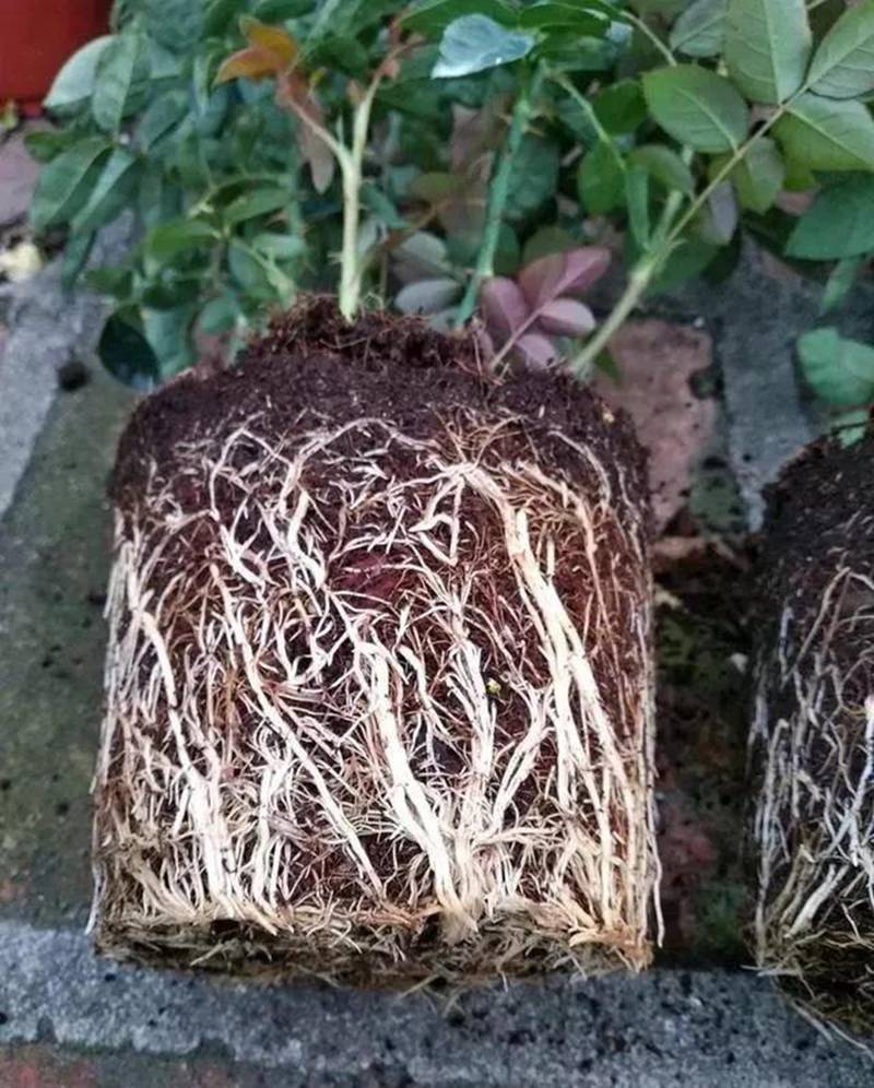 根是植物的命，抓住这几点，根系粗壮、四通发达(图1)