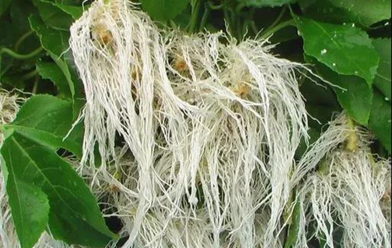 根是植物的命，抓住这几点，根系粗壮、四通发达(图2)