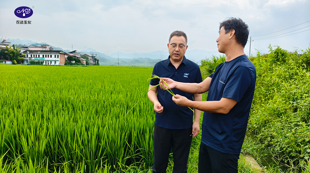 董事长千里亲赴制种重地,农达赤霉酸何以赢得行业头部客户信赖?(图1) 董事长千里亲赴制种重地,农达赤霉酸何以赢得行业头部客户信赖?(图1)