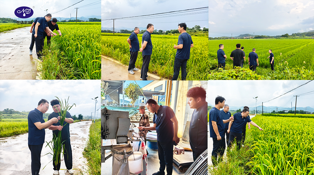 董事长千里亲赴制种重地,农达赤霉酸何以赢得行业头部客户信赖?(图3) 董事长千里亲赴制种重地,农达赤霉酸何以赢得行业头部客户信赖?(图3)